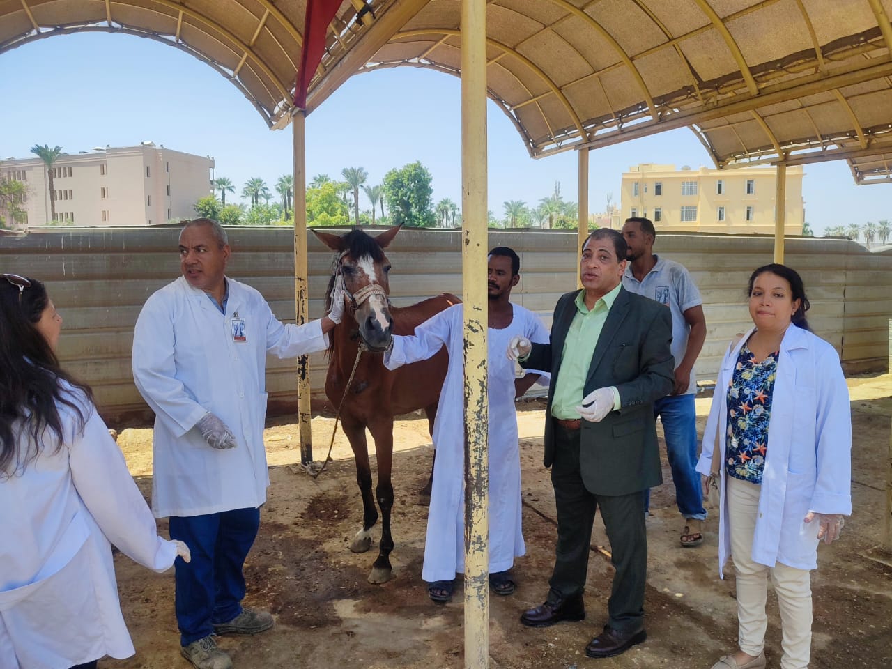 الطب البيطري بالأقصر يفحص 35 من خيول الحناطير وتقديم الرعاية الصحية