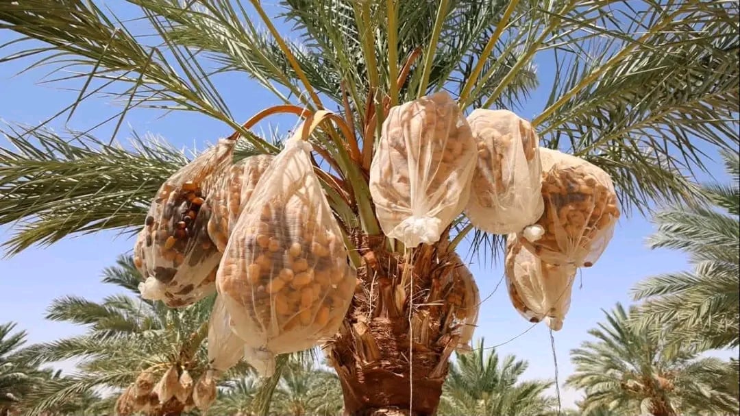 بدء موسم جنى التمور بالوادى الجديد