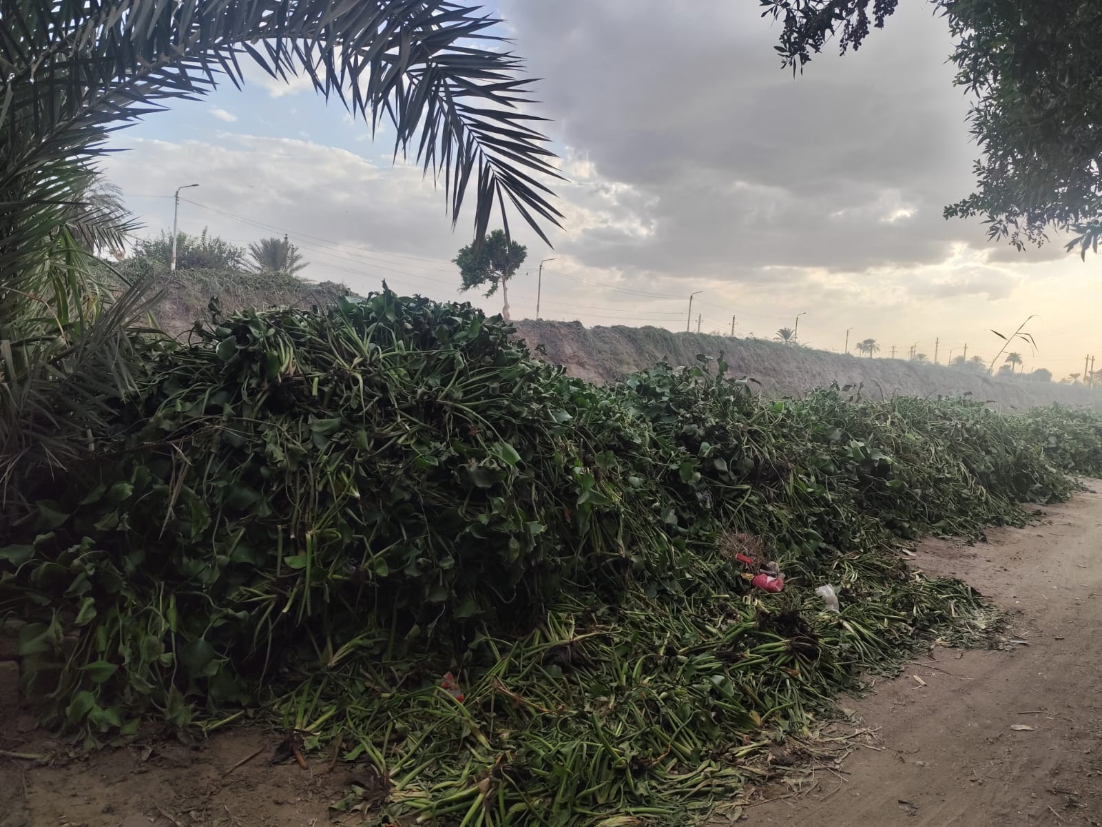 جانب من مخلفات تطهير الترع والمصارف