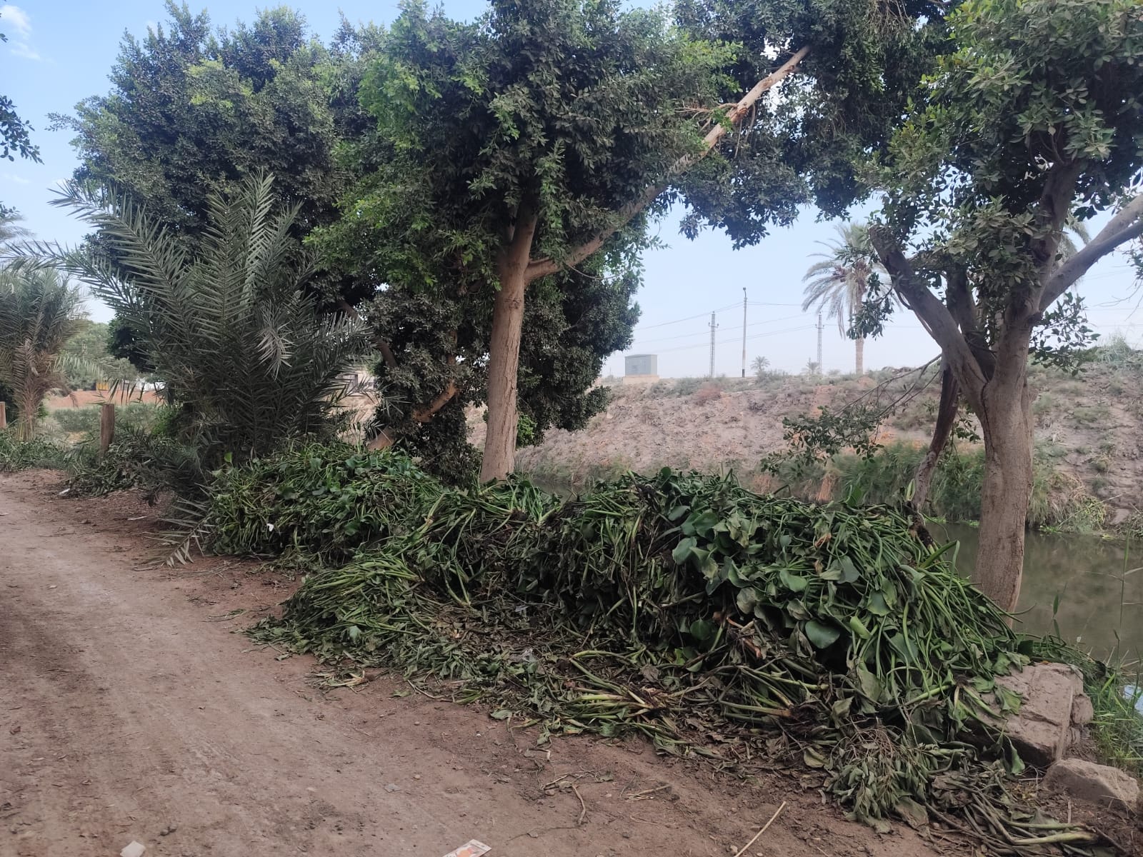 مخلفات تطهير الترع والمصارف