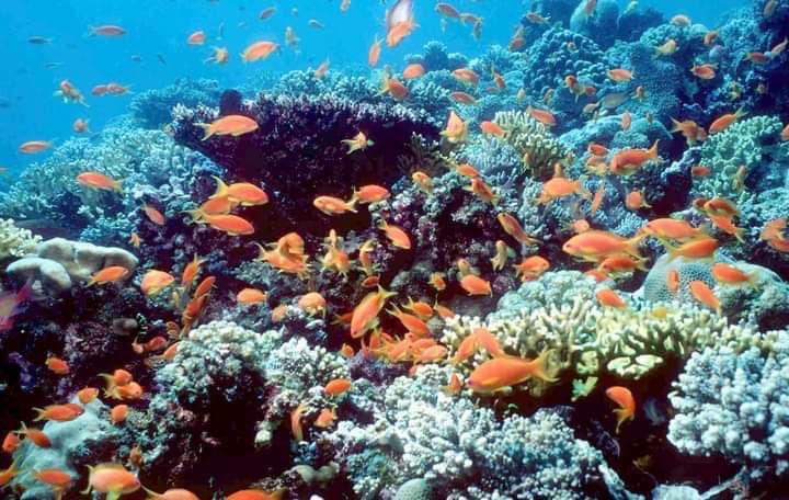 عرق سمية.. موقع غوص عالمي بمحمية الجزر الشمالية بالغردقة (1)