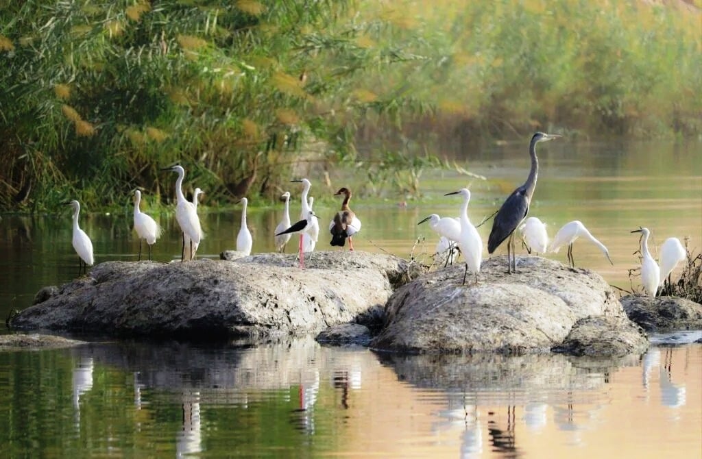مجموعة الطيور فى أسوان