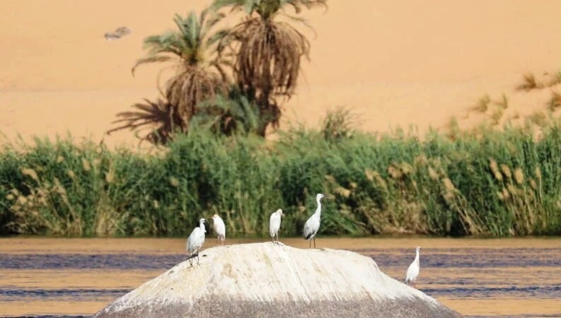 الجنود المجهولين
