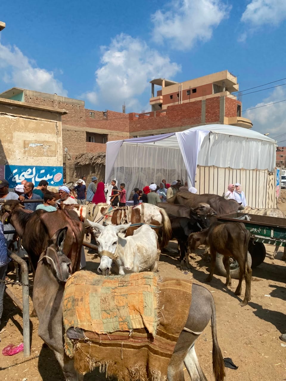 إقبال كبير على القافلة البيطرية إقبال كبير على القافلة البيطرية