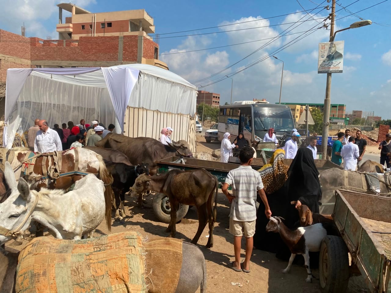 خلال فحص الحيوانات خلال فحص الحيوانات