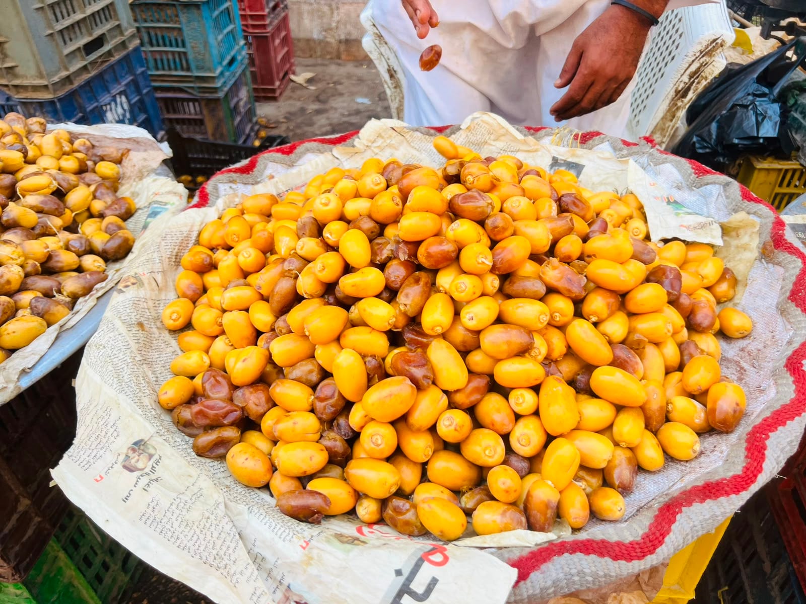 بلح بلدي