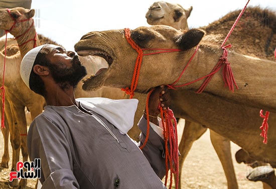 سوق الجمال ببرقاش المصرية