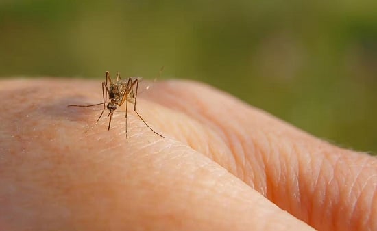 طرق التخلص من البعوض
