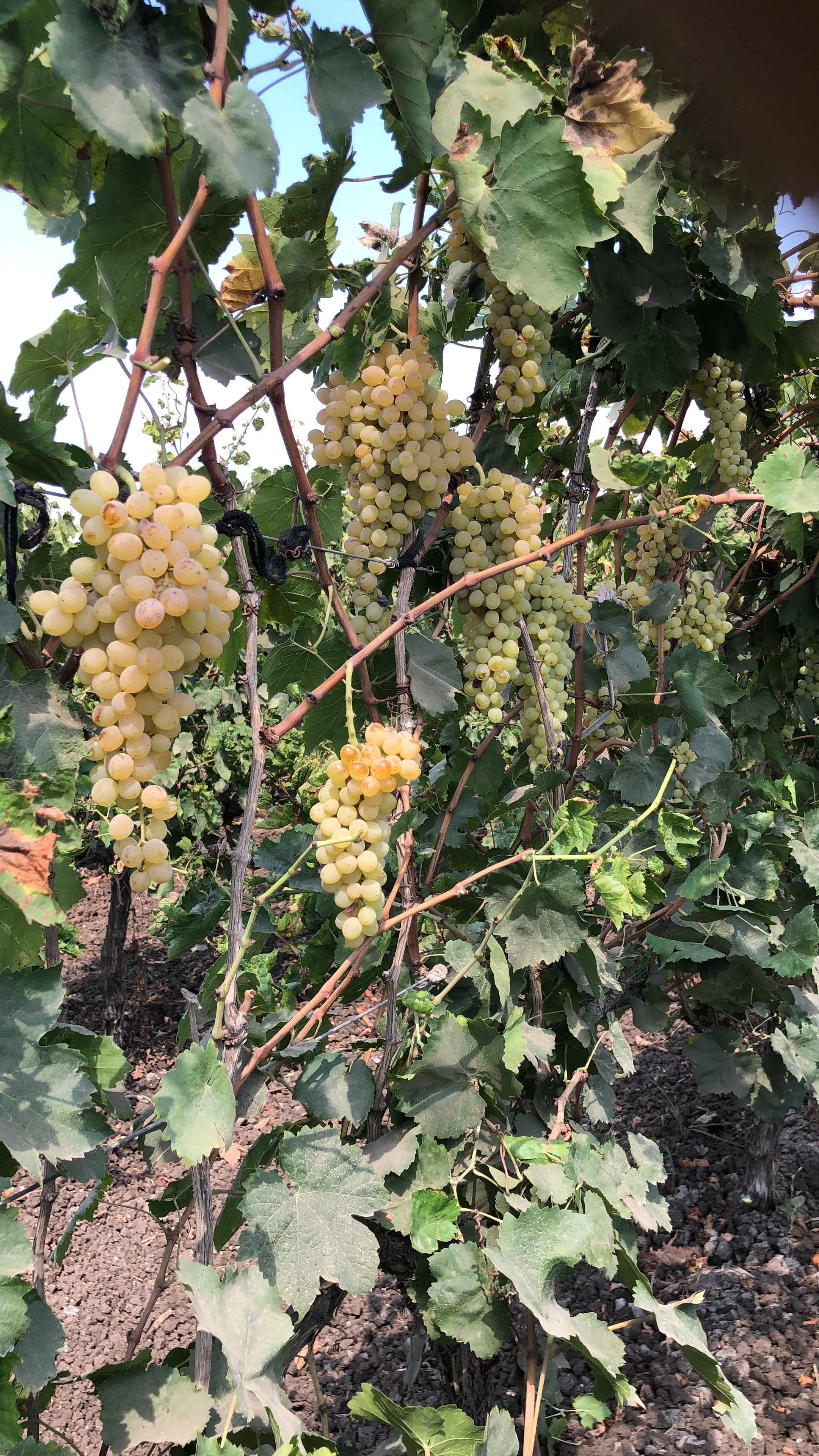 فرحة حصاد العنب فرحة حصاد العنب