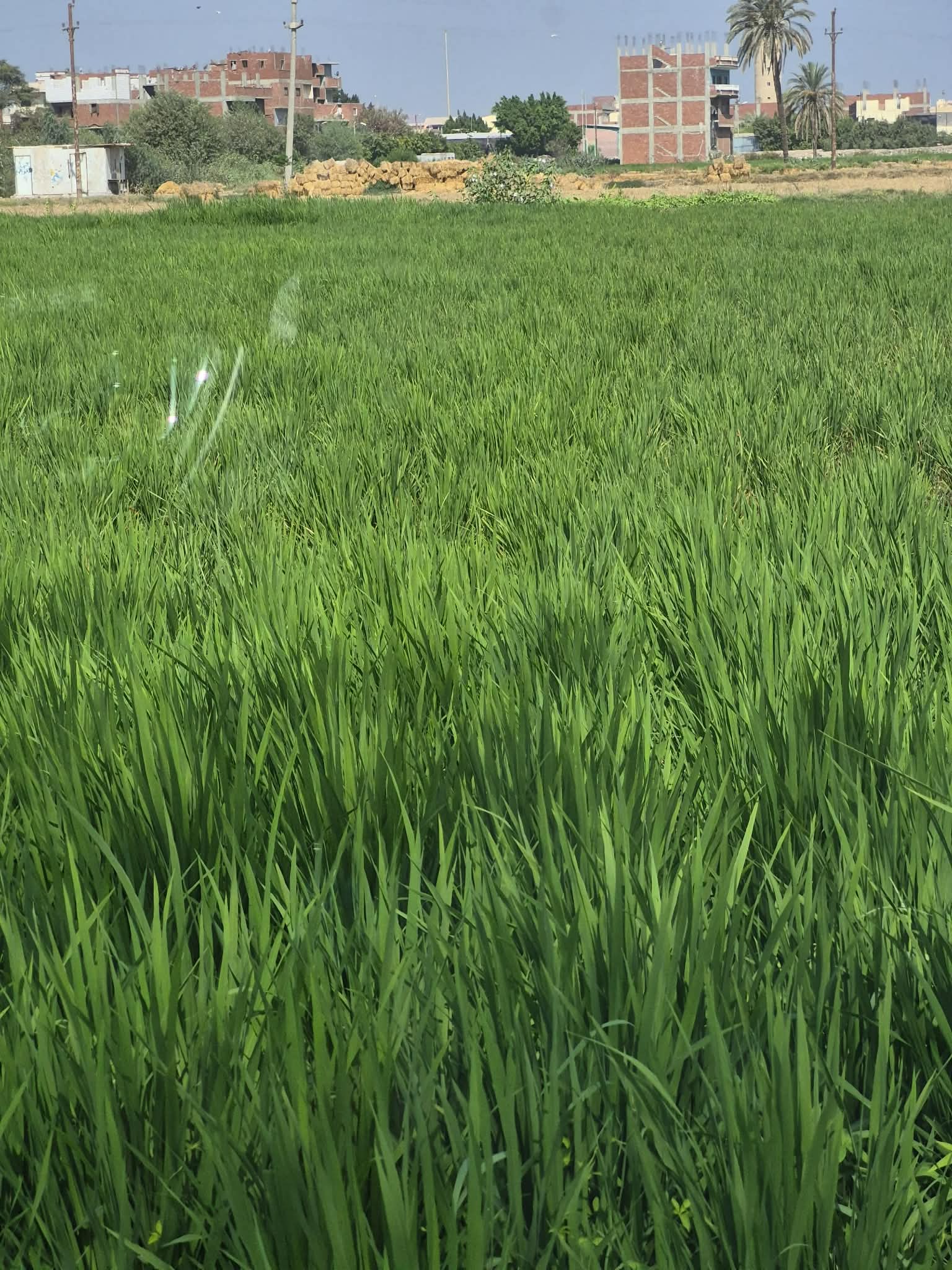 الأرز عرابي بمزرعة البحوث بكلية الزراعة الأرز عرابي بمزرعة البحوث بكلية الزراعة