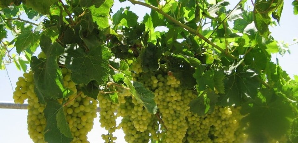 عنب.jpg