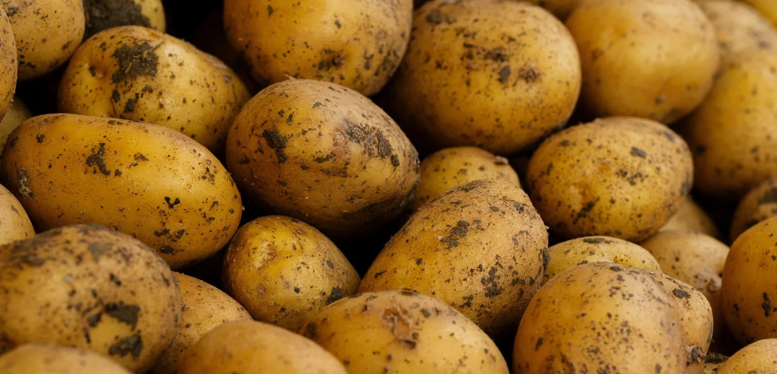 ذكاء اصطناعى يفرز البطاطس
