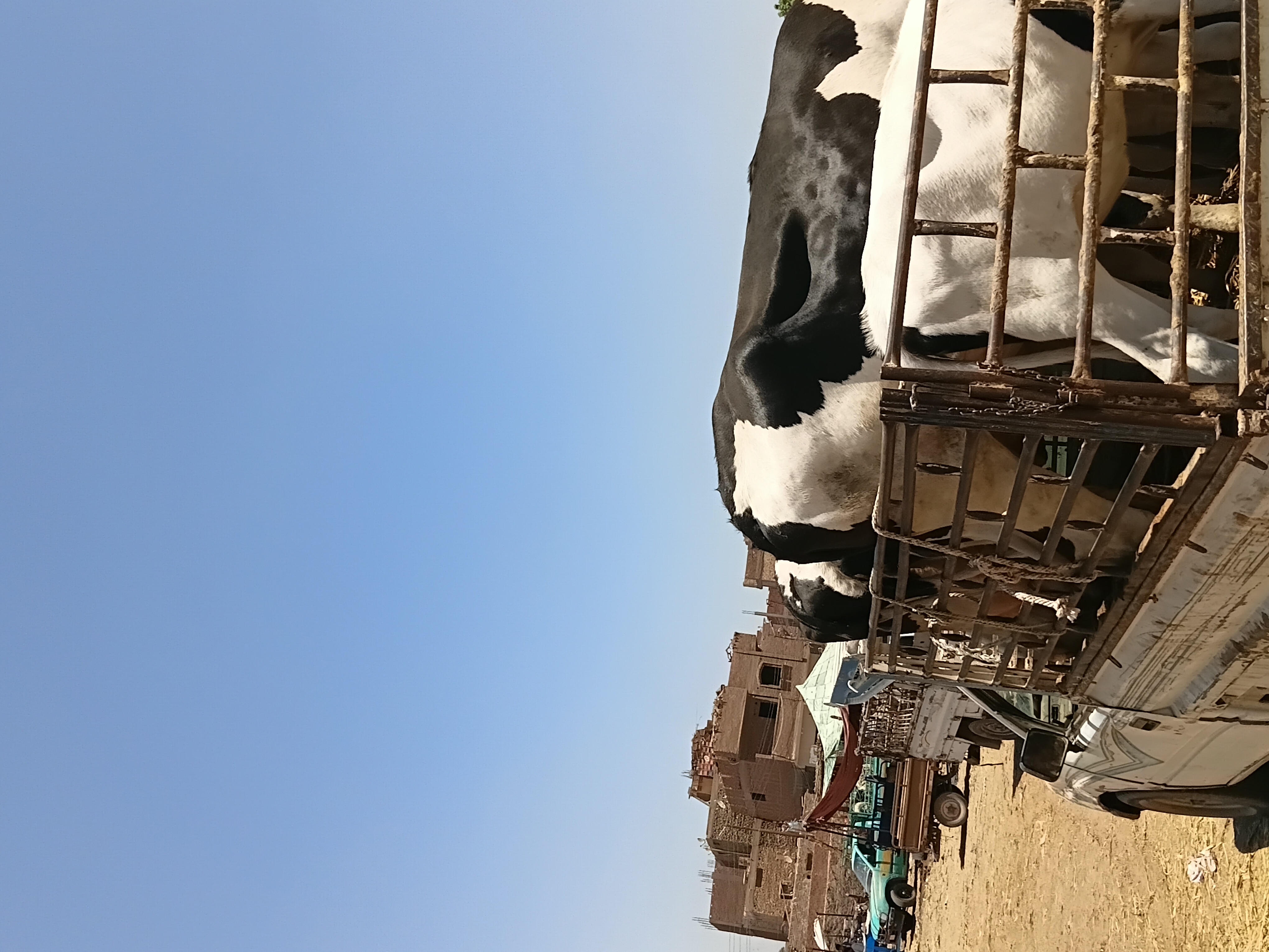 شحن العجول والأبقار