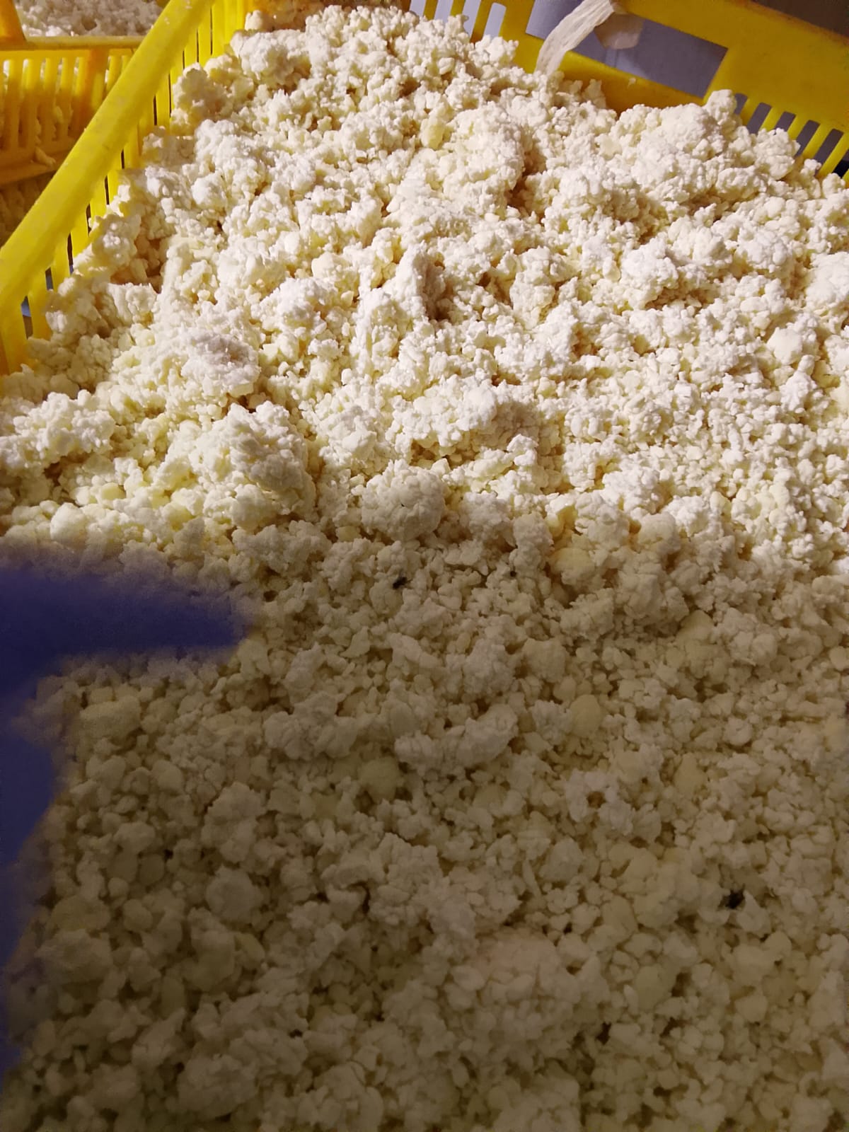 الجبن الجبن