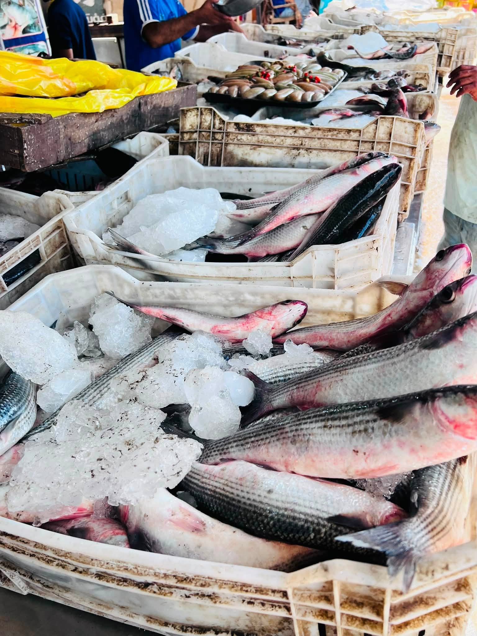 أسماك البوري بكفر الشيخ