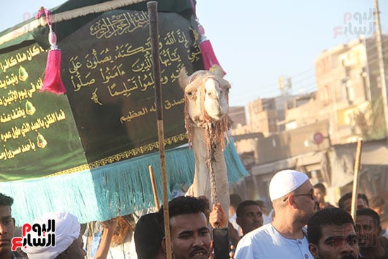جمل-الاحتفال جمل-الاحتفال