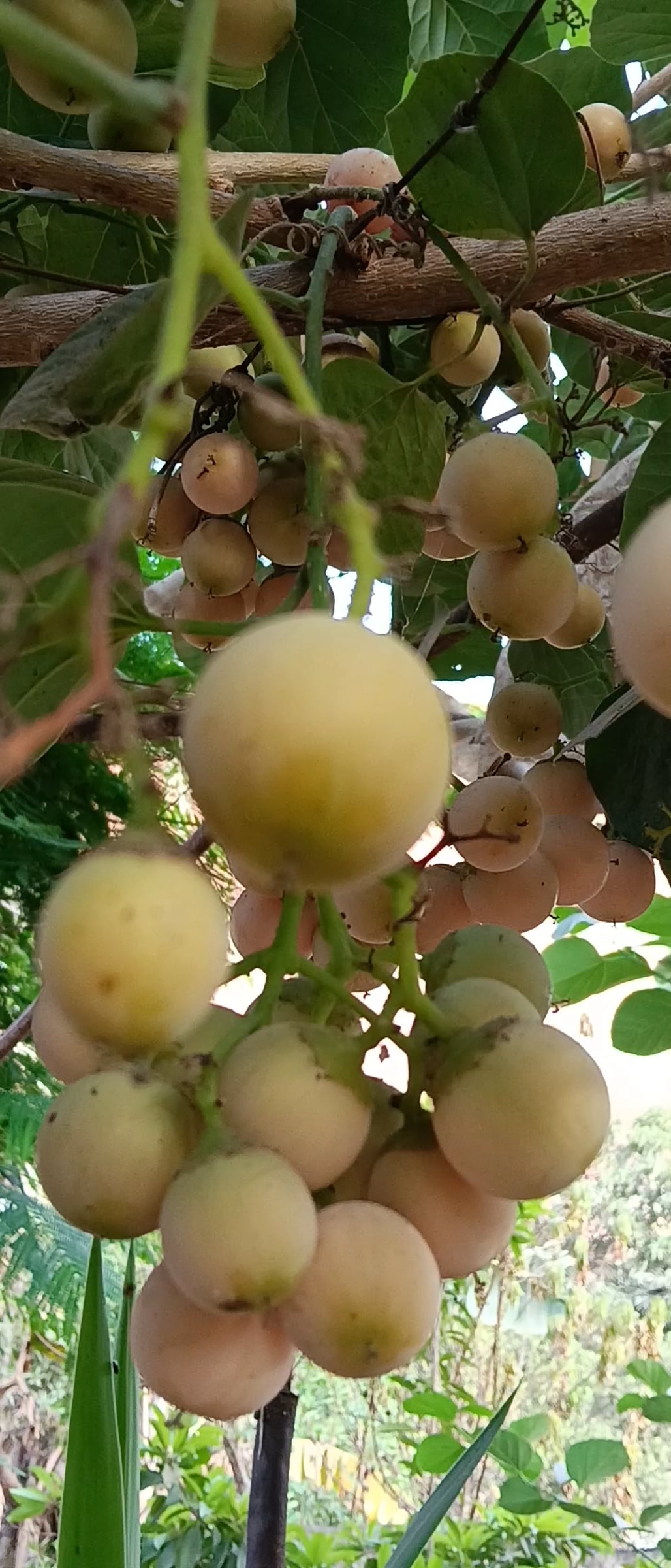 ثمرة البمبر ثمرة البمبر