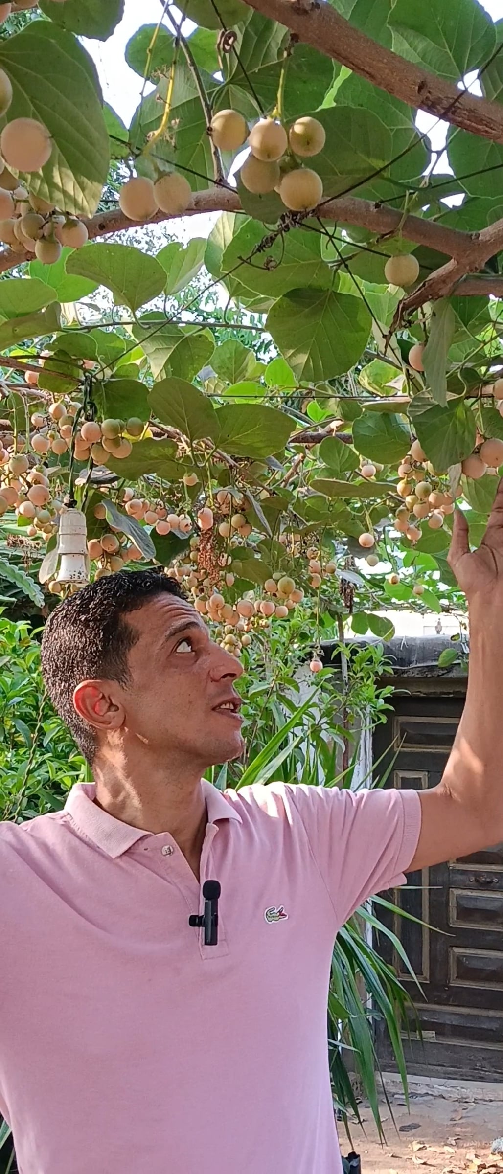 تكعيب البمبر تكعيب البمبر