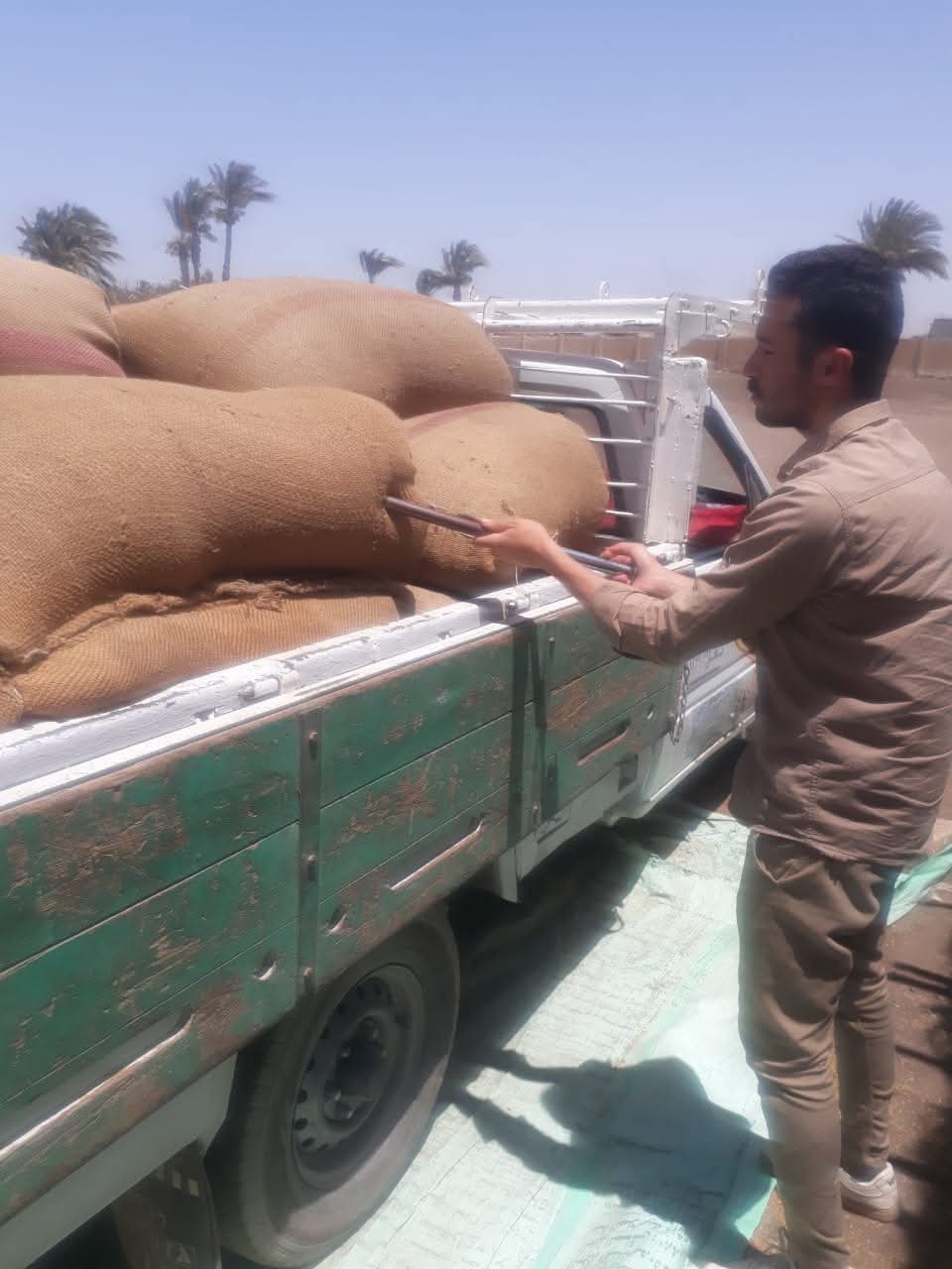 عمليات توريد القمح 