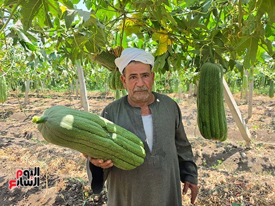 اللوف-يزين-الغيطان اللوف-يزين-الغيطان