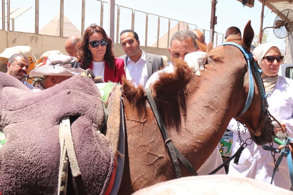 منظومة تكويد إلكترونى للدواب العاملة بالمنطقة الأثرية للأهرامات (4)