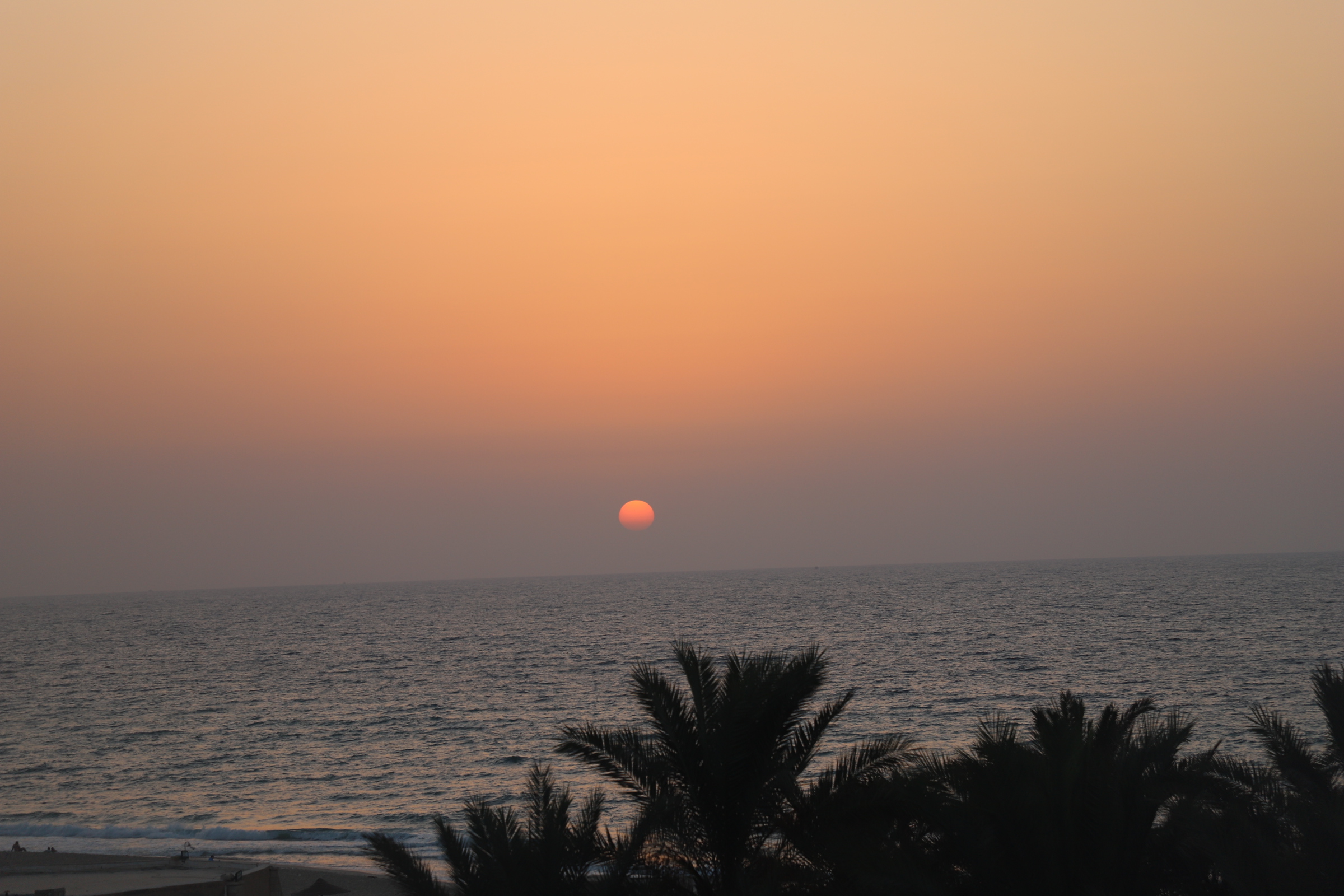 نخيل وغروب 