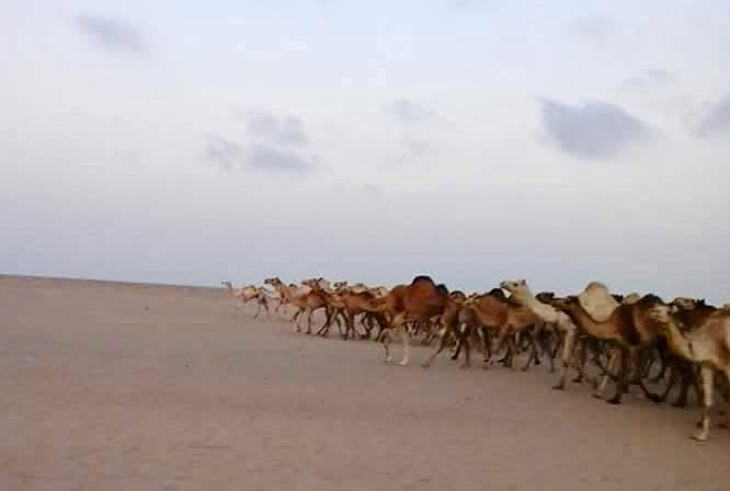 قوافل الجمال 