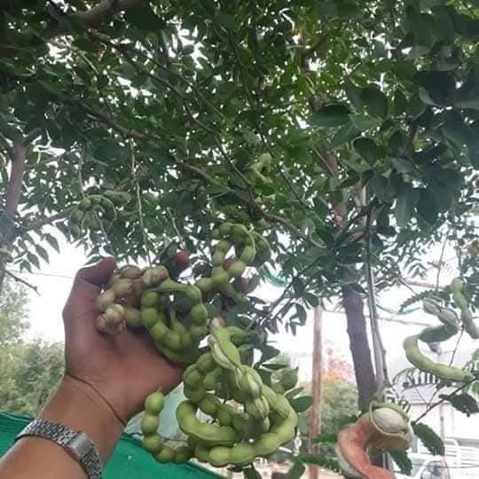 شجرة اللوز الهندي وثمارها