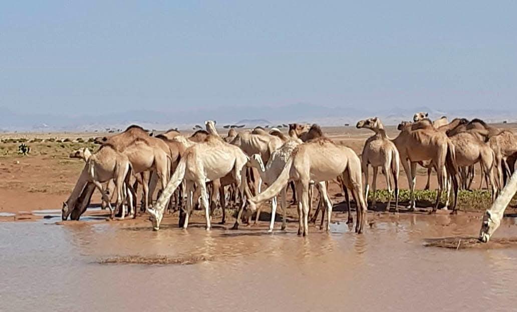 الجمال فى الصحراء الشرقية