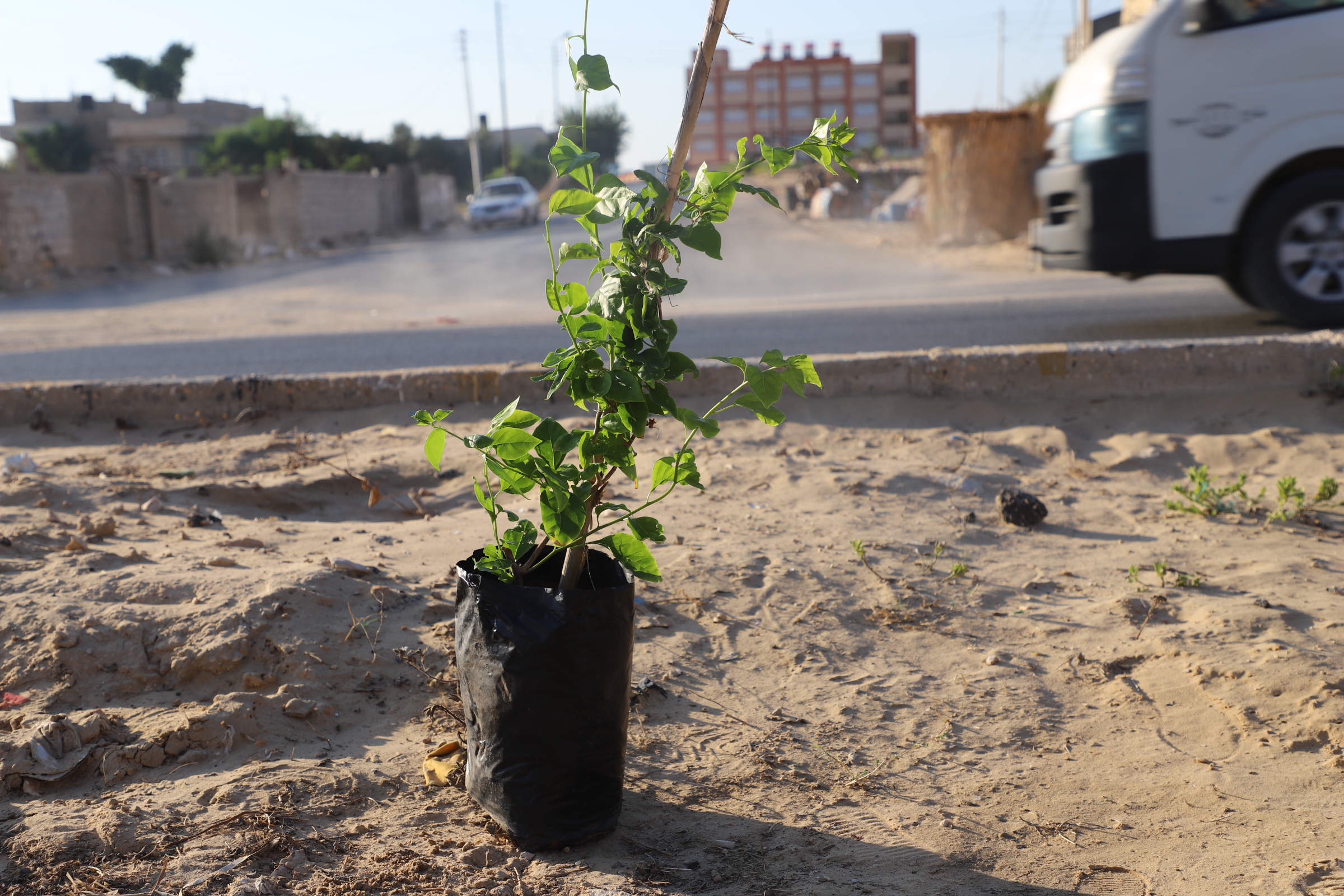 زراعة الشجر 