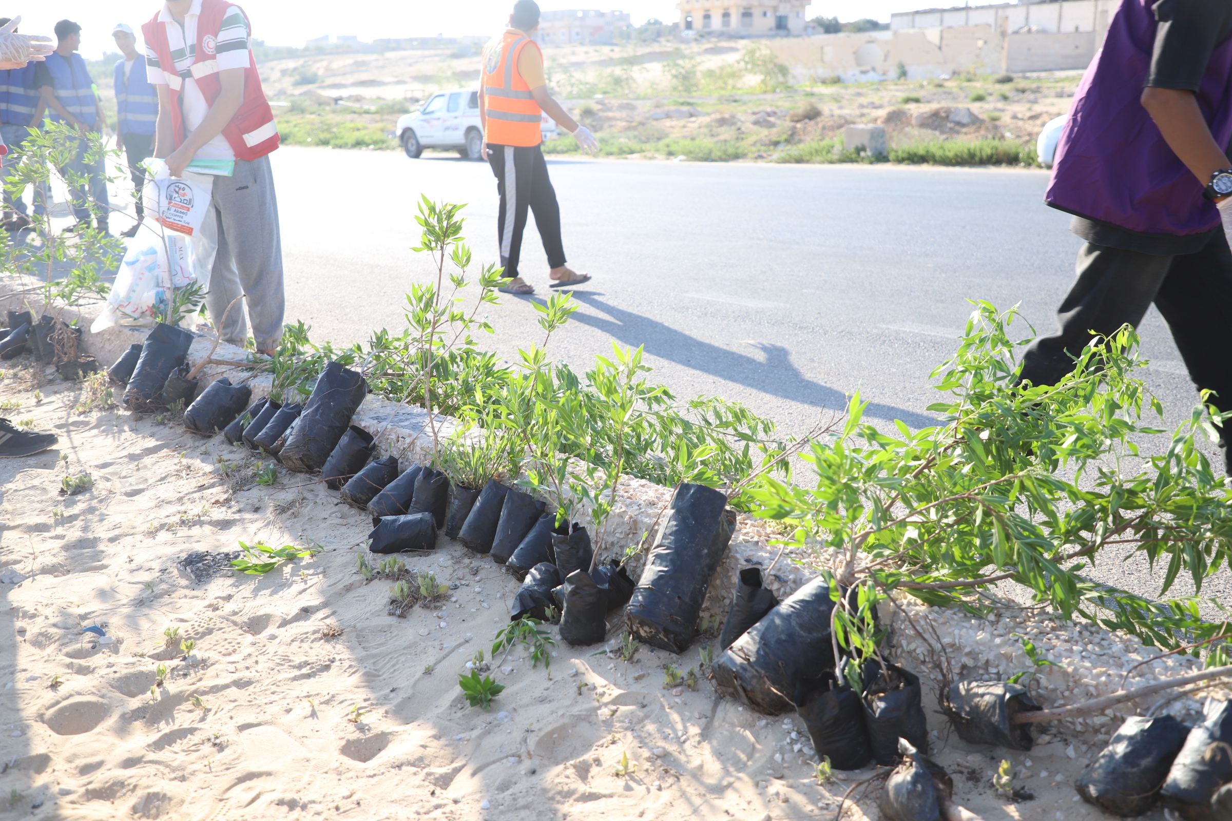 مراحل زراعة الشجر ع مداخل المدينة