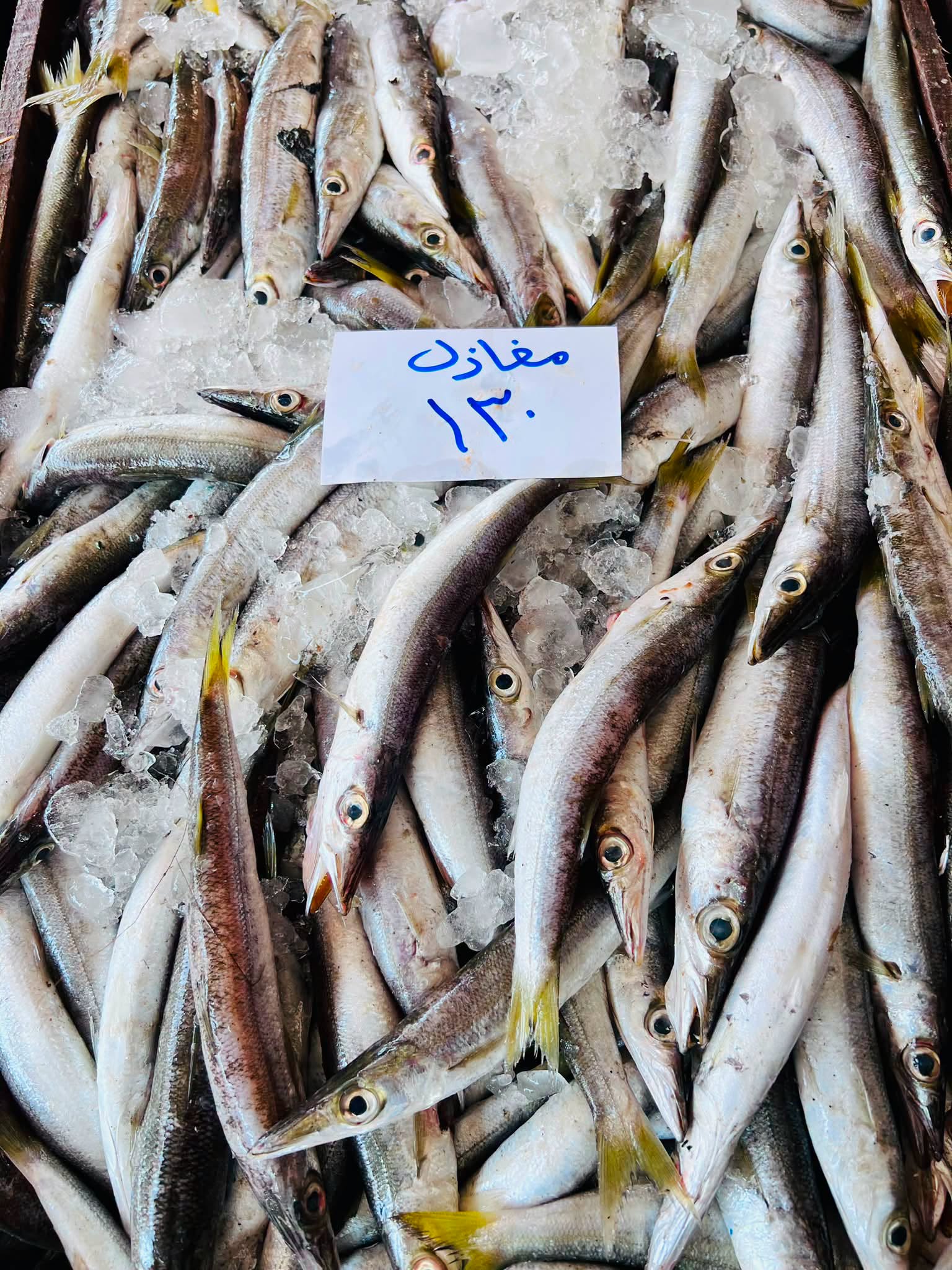 مغازل ب 130 جنيه