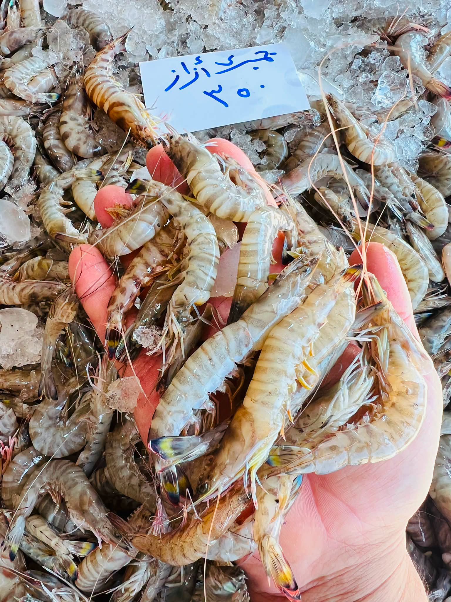 جمبري  أزاز ب 350 جنيه