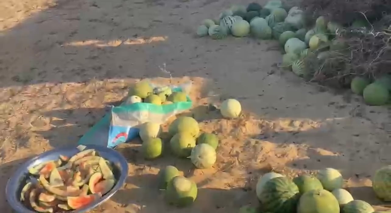 البطيخ البلدي