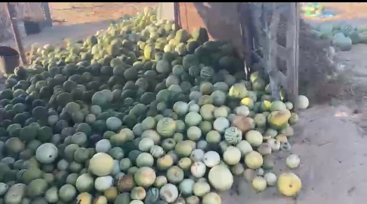 البطيخ 