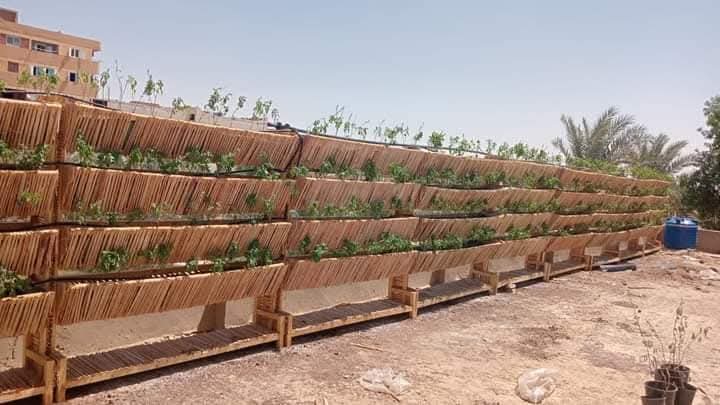 تدوير مخلفات النخيل داخل مدارس الوادي الجديد