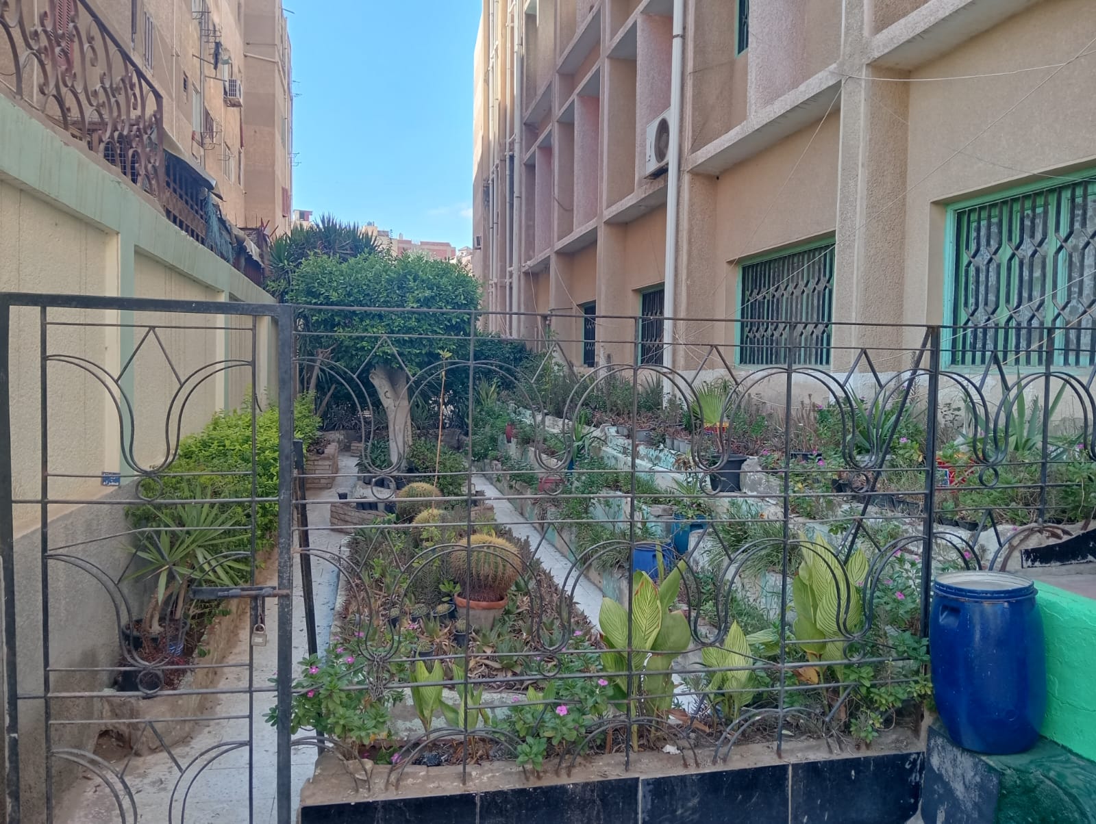 زيادة المساحات الخضراء بحديقة المدرسة