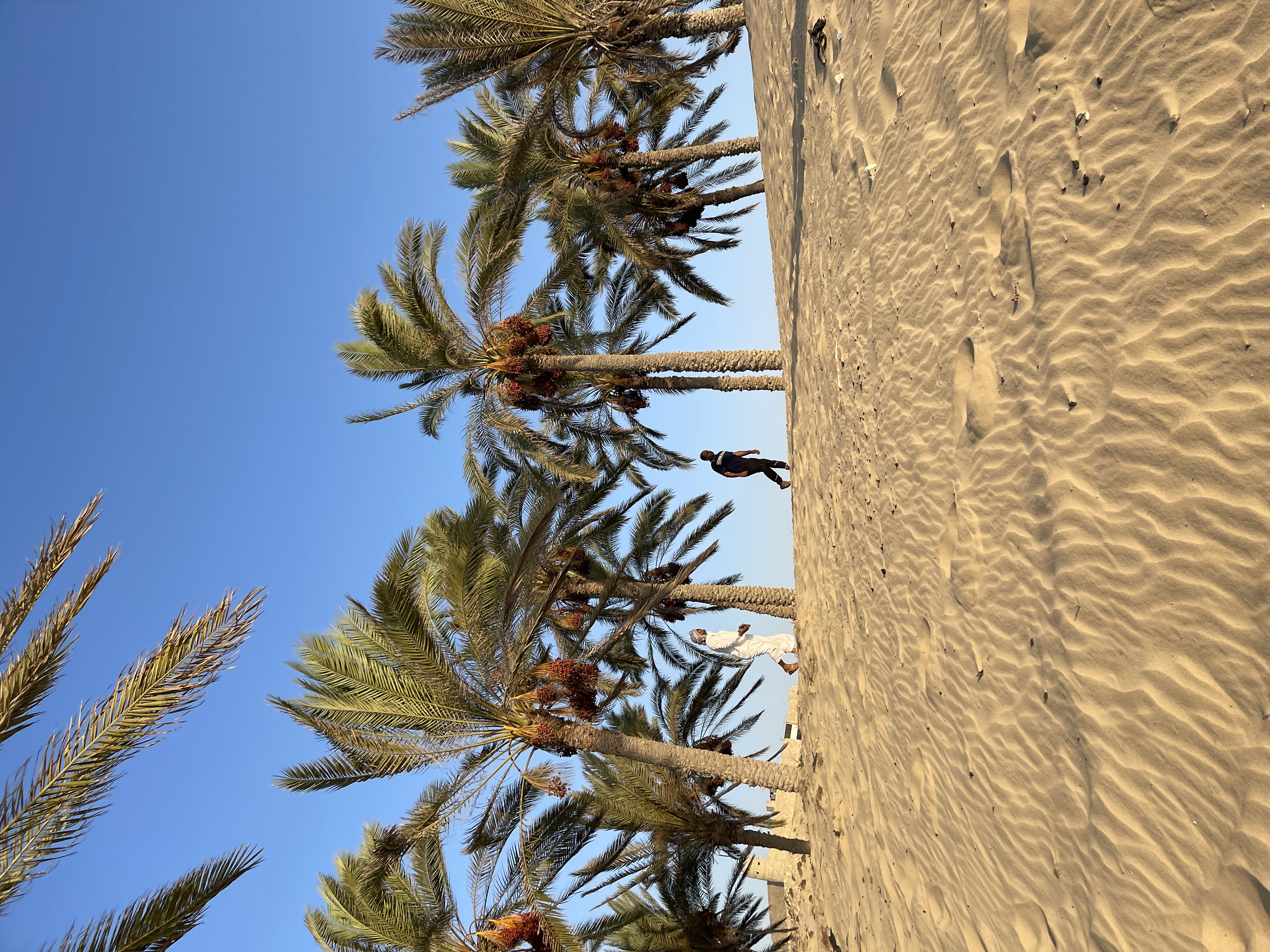 بين النخيل.JPG
