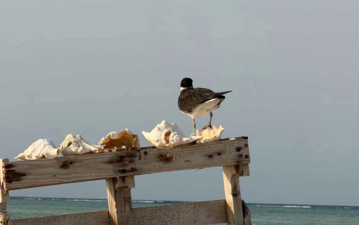 طائر النورس