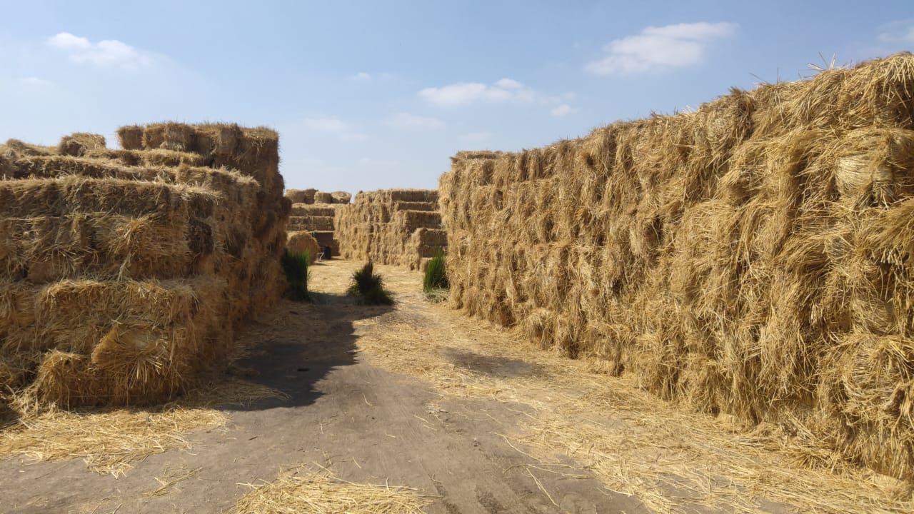 تحويل قش الأرز إلى ثروة زراعية