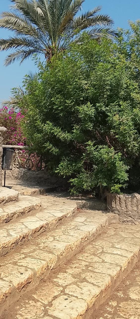 اشجار حديقة الأسماك