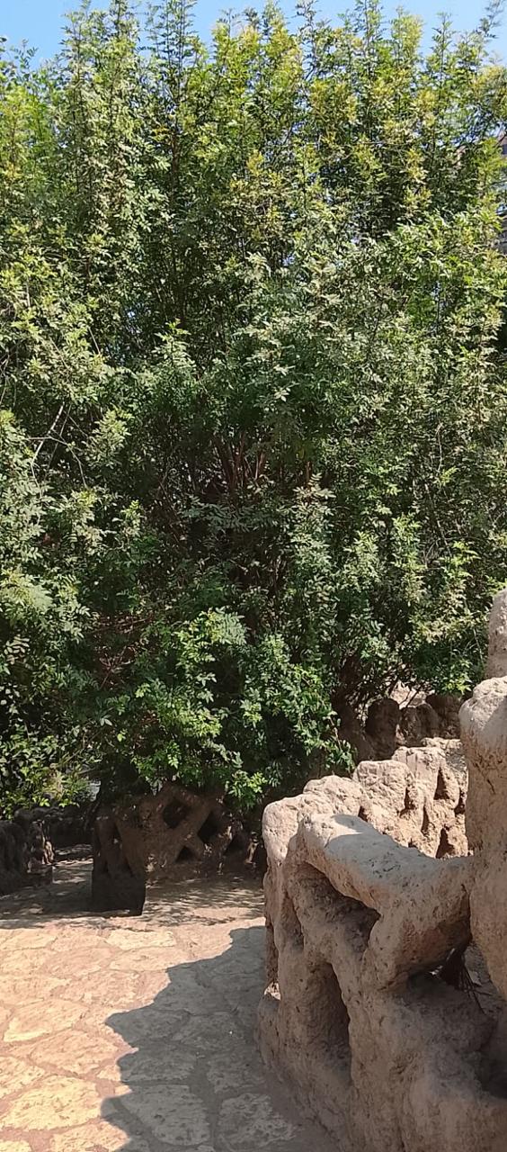 الأشجار والنباتات بحديقة الأسماك