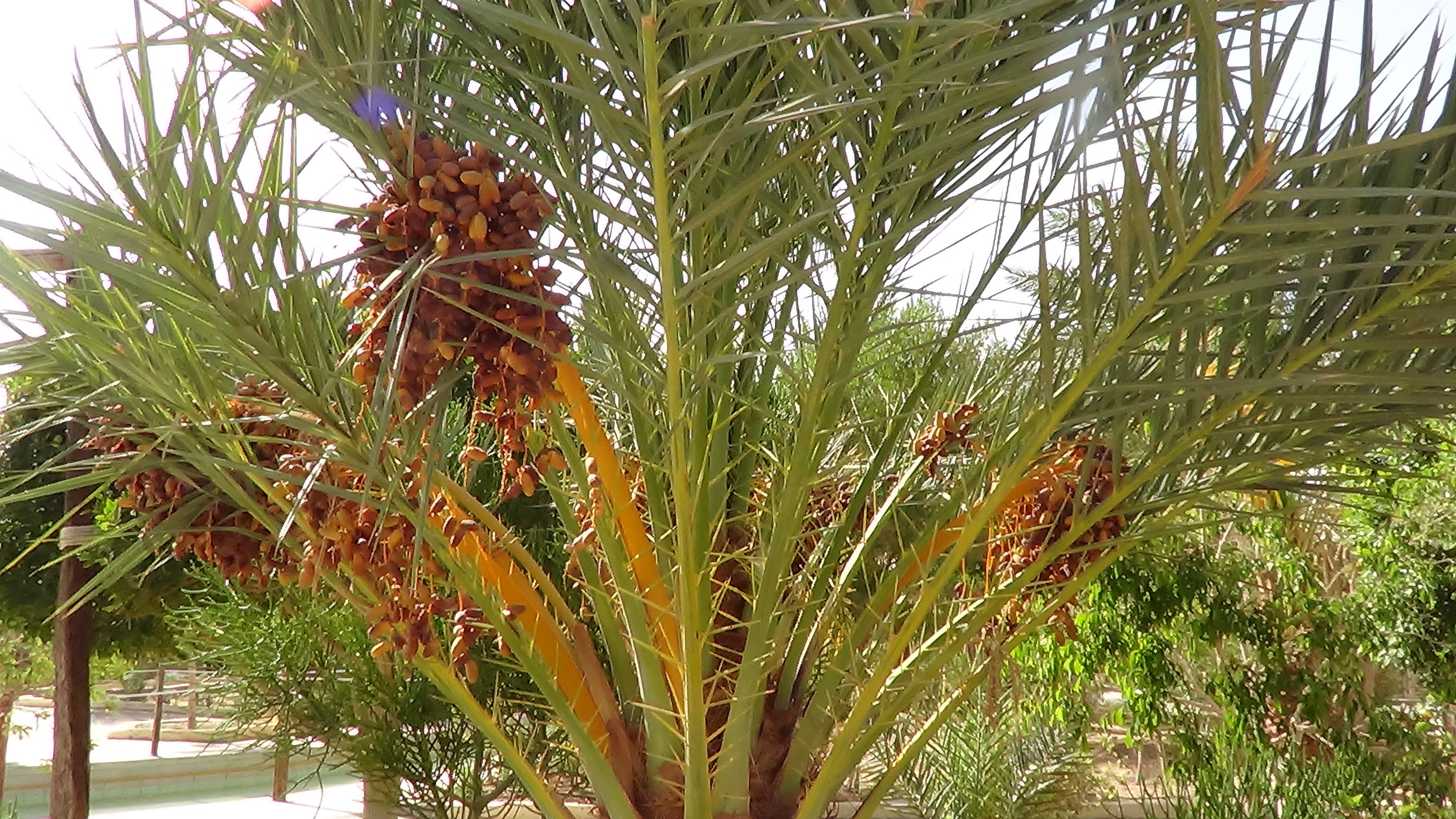 بدء موسم حصاد البلح في سيوة