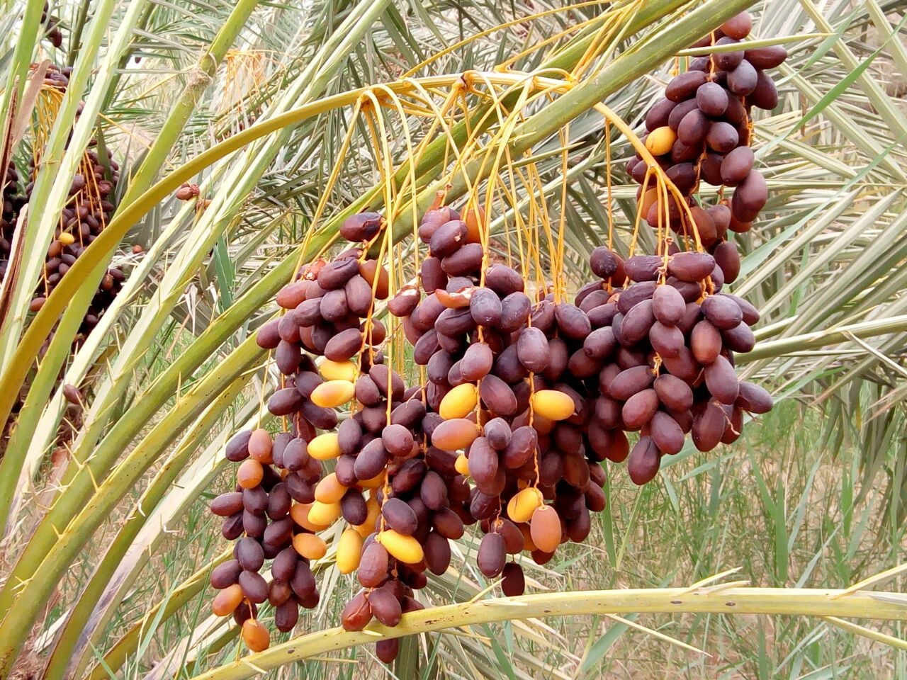 سيوة واحة النصف مليون نخلة  (1)