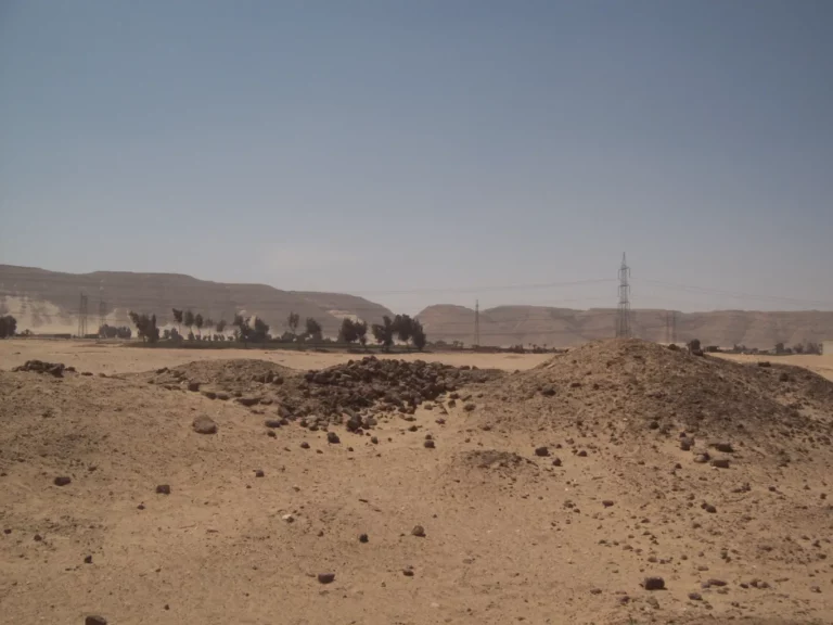 شونة الزبيب بأبيدوس سوهاج (3)