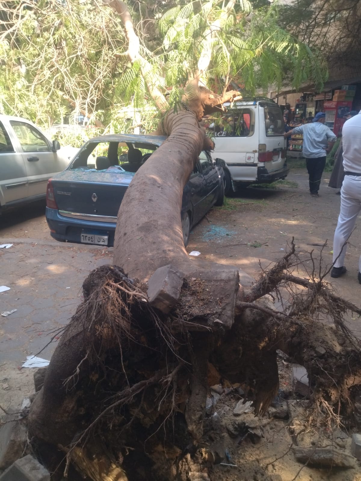 سقوط شجرة على سيارة بالدقى سقوط شجرة على سيارة بالدقى