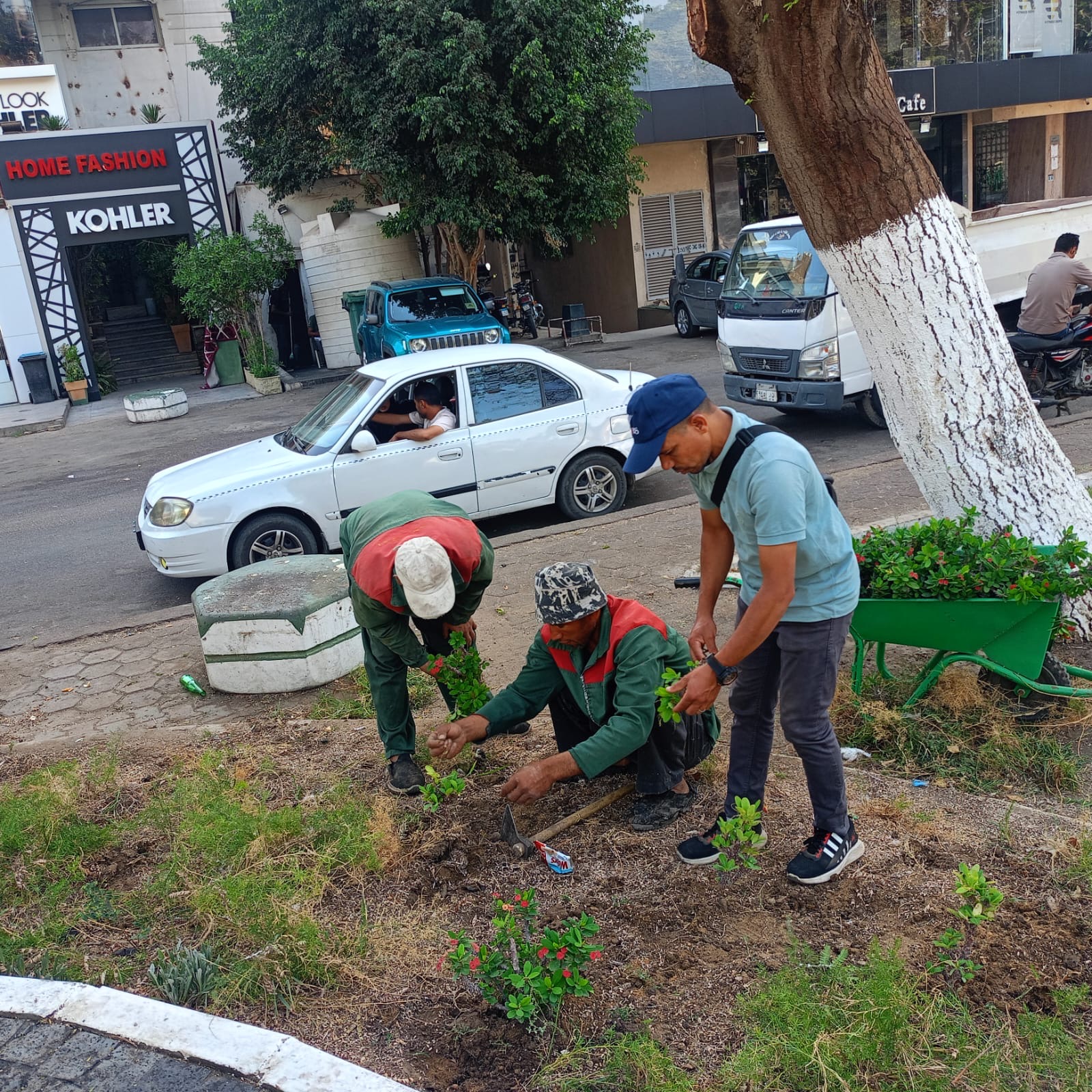 زراعة النباتات المزهرة وتهذيب الأشجار زراعة النباتات المزهرة وتهذيب الأشجار
