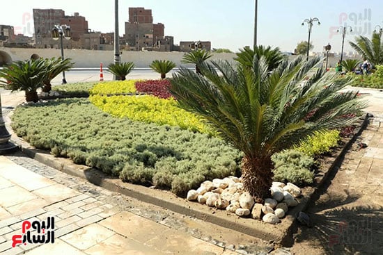اشجار بشارع صلاح سالم