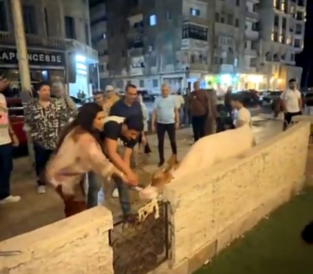 الاضحية
