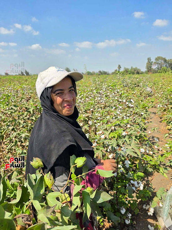 جنى-القطن جنى-القطن